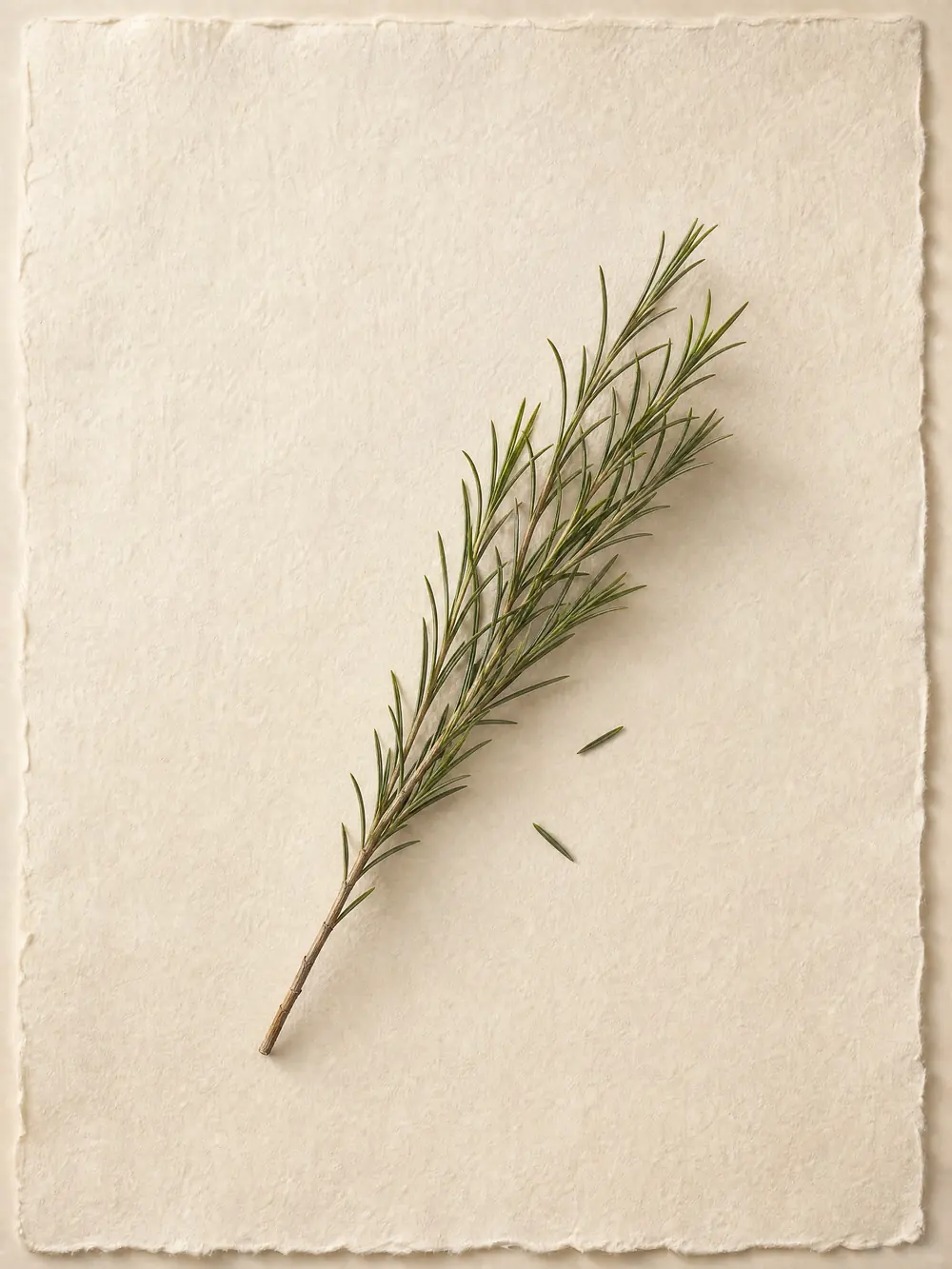 Un rametto di tea tree dalle foglie sottili posato su un foglio di carta a mano color crema.